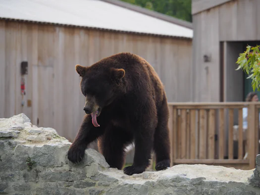 Pairi Daiza (Brugelette, Belgium)